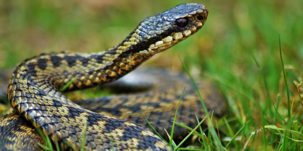 Adder bite