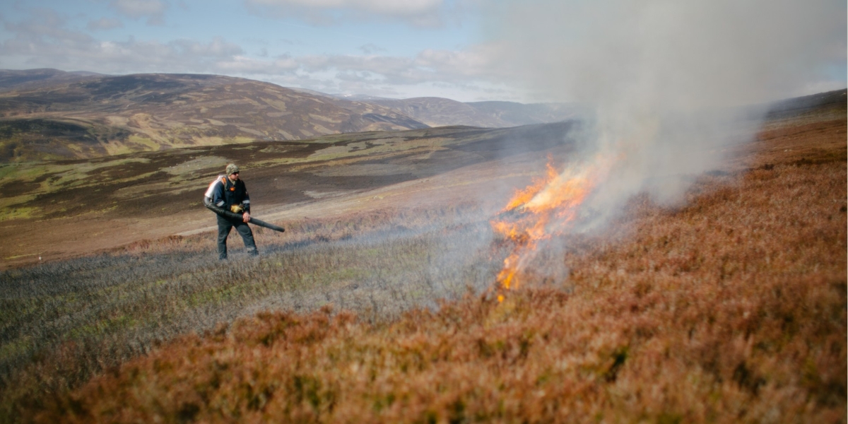 muirburn