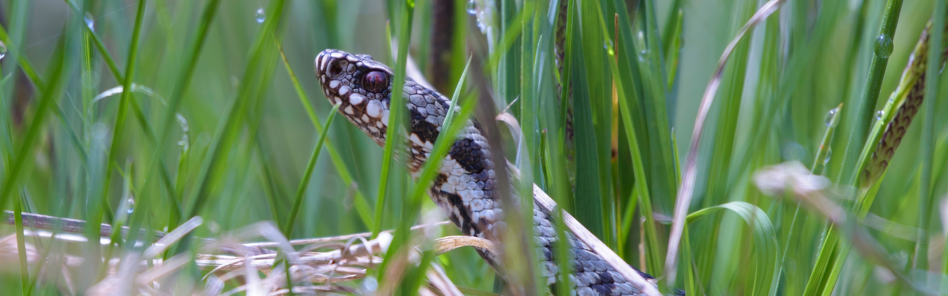 Adder bites