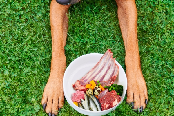 raw dog food