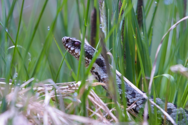 adder bite dog