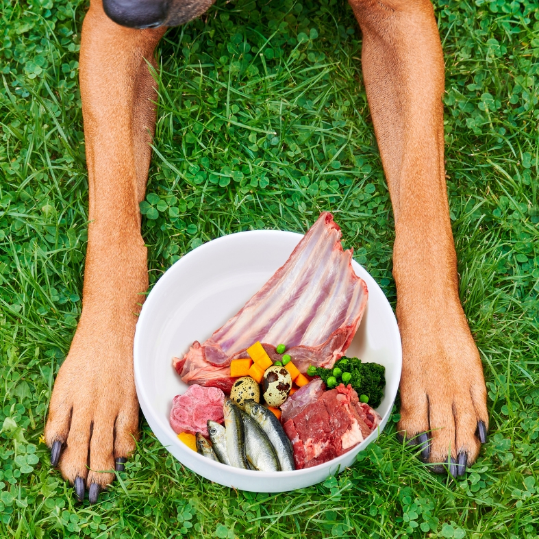 raw dog food