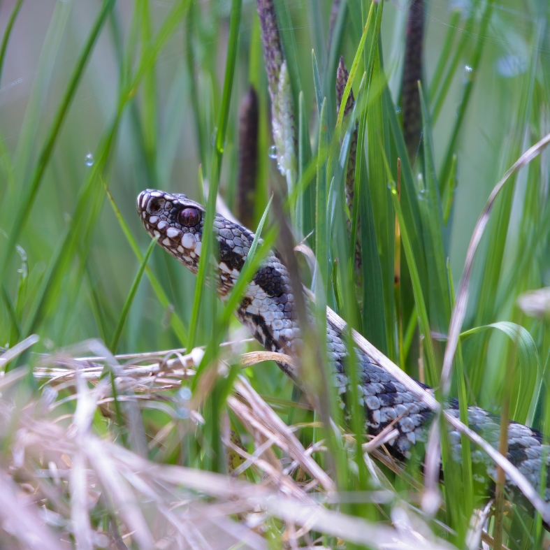 Adder bites